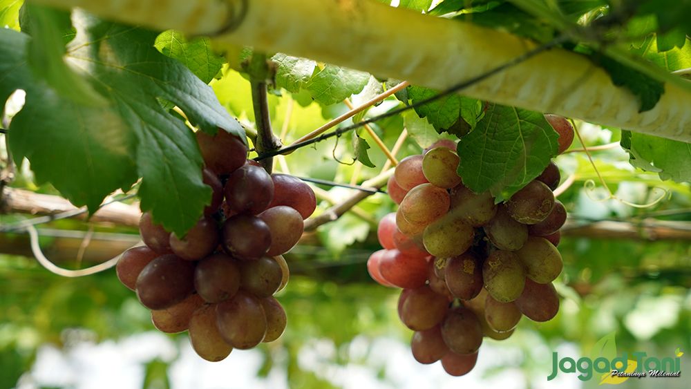 Budidaya Anggur menjadi pillihan tanaman di Urban Farming