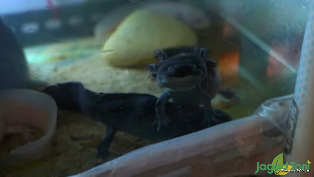 Axolotl, Hewan Salamander Tersenyum Yang Unik