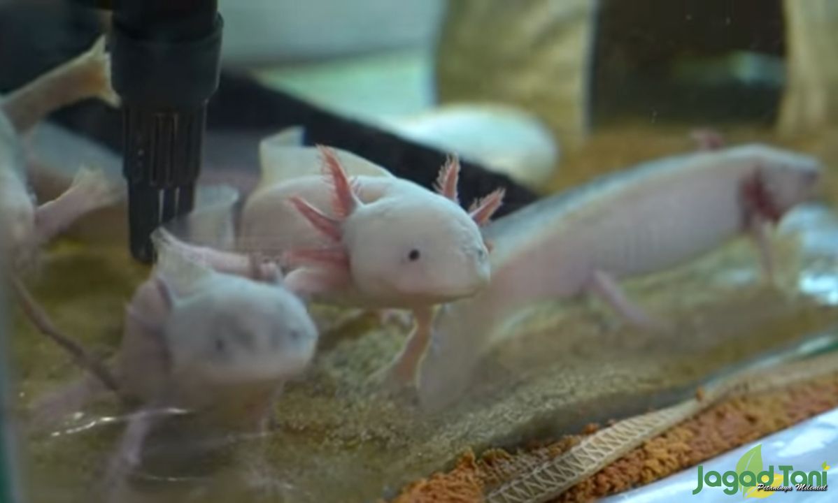 Axolotl, Hewan Salamander Tersenyum Yang Unik