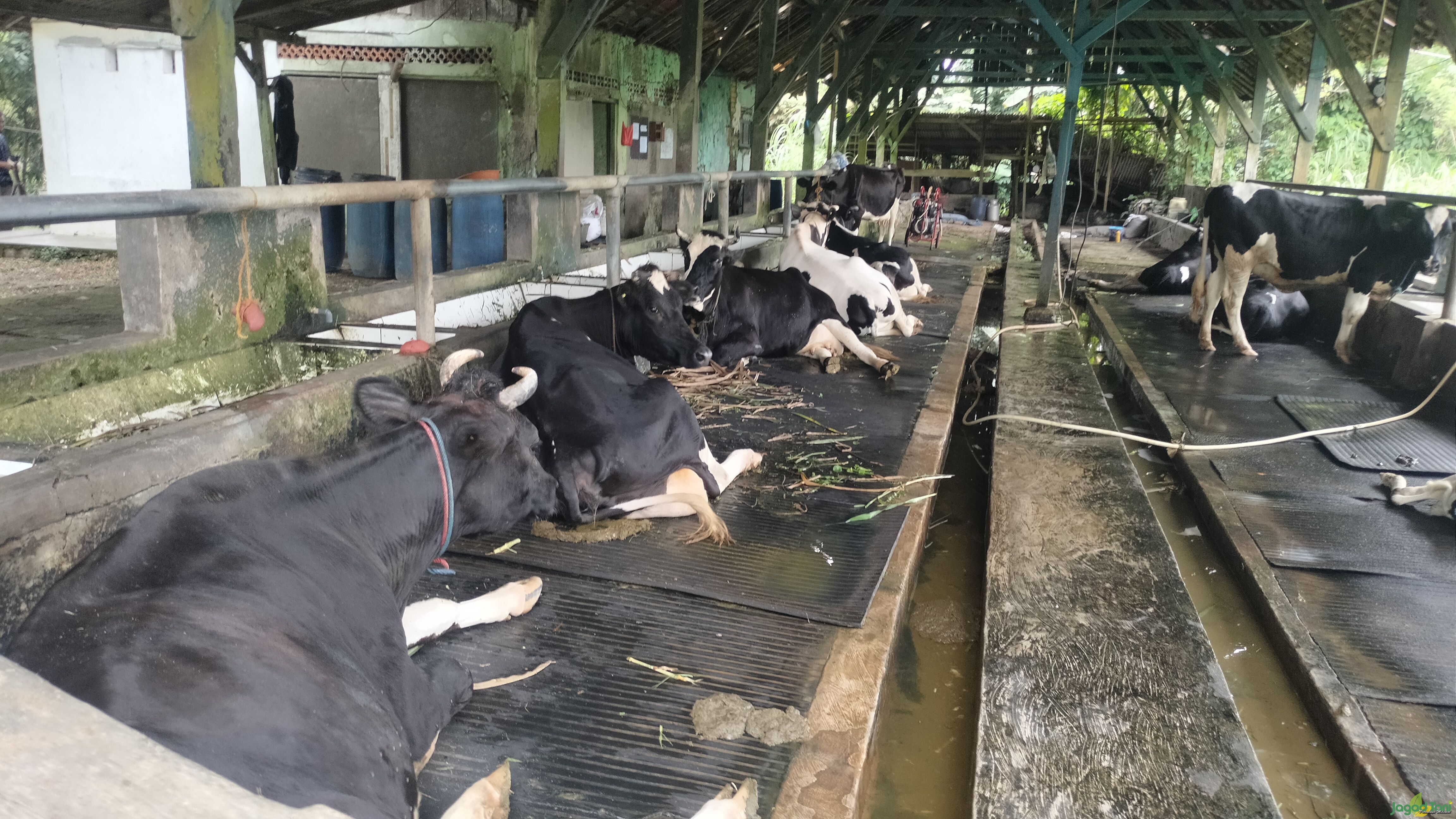Peternakan sapi di Pesantren Pertanian Darul Fallah 