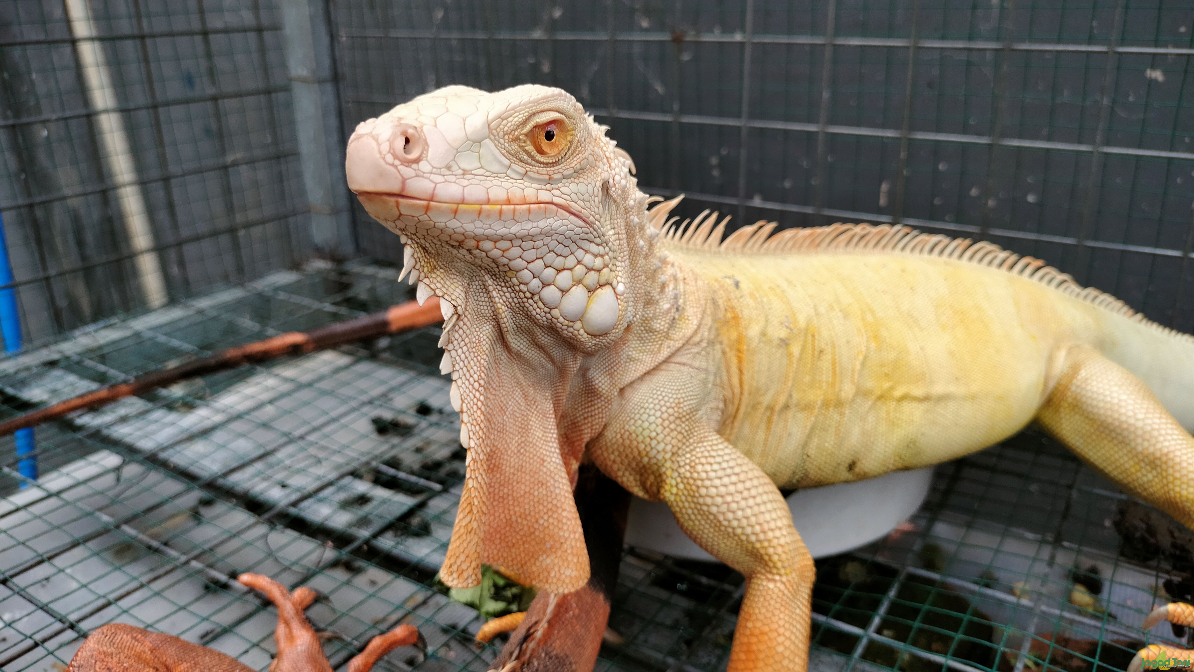 Iguana albino