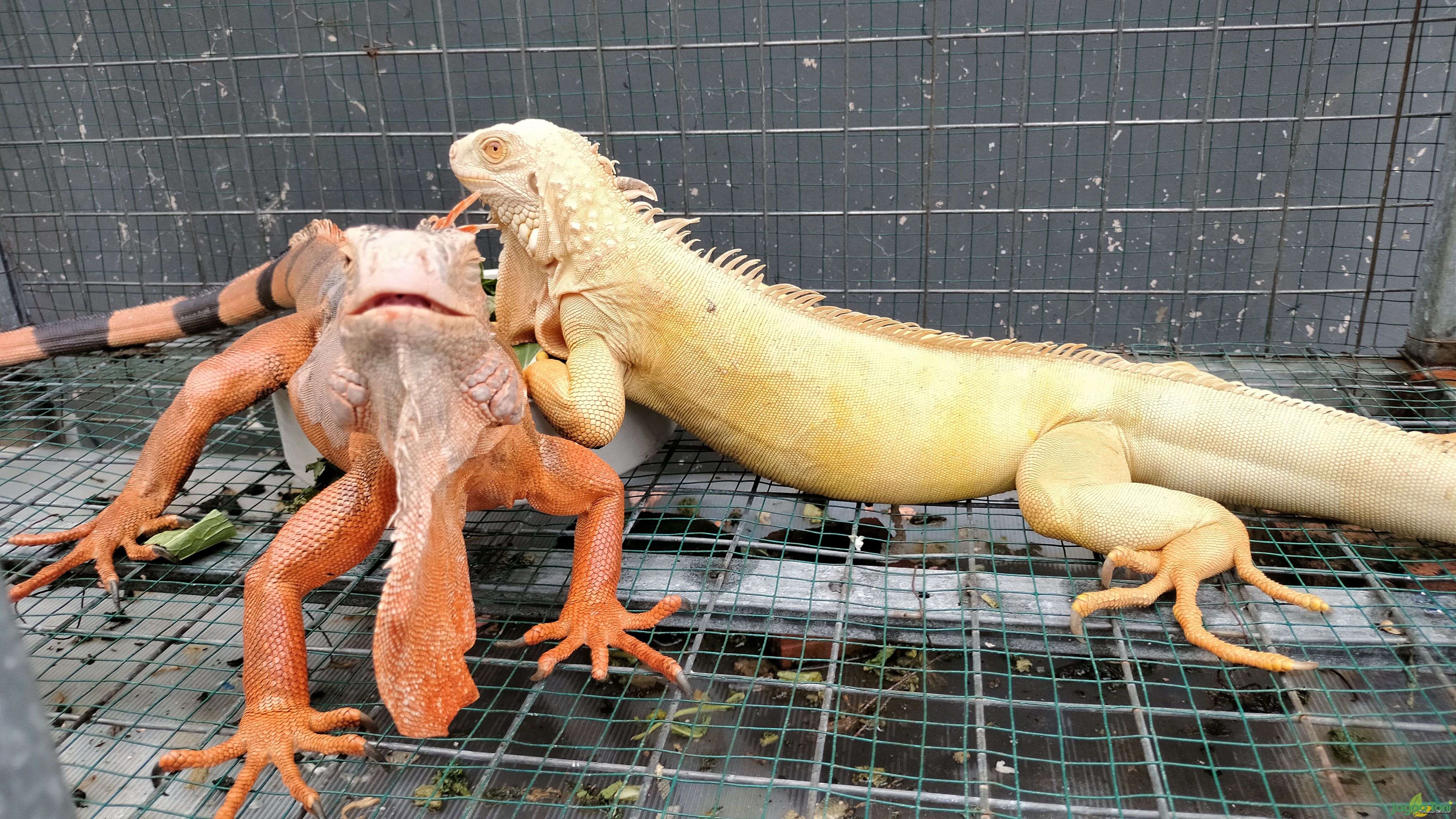 Indukan iguana Red Coloumb dan albino 