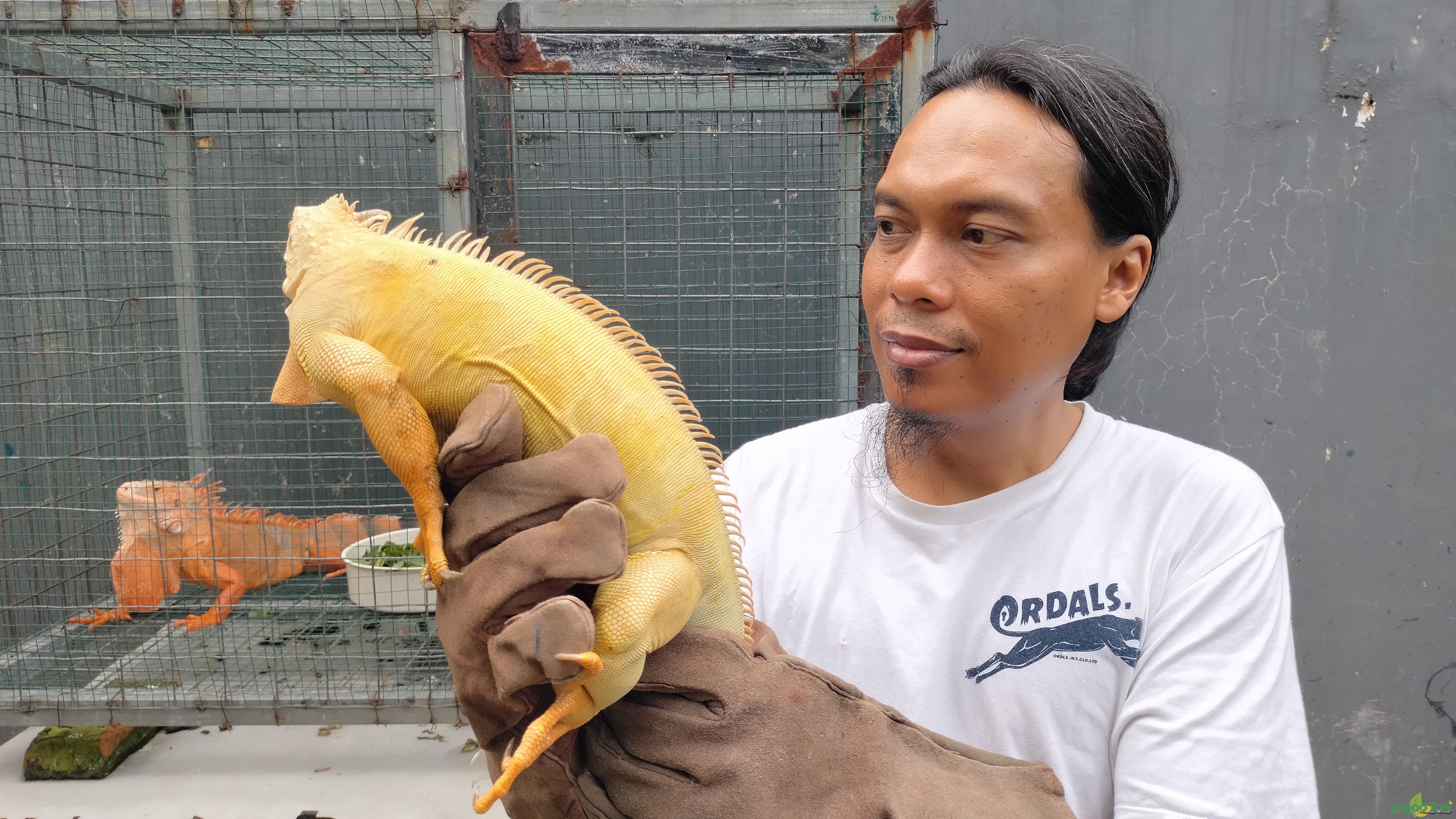 Yudha Herlambang pemilik Madfall Iguanas Farm 