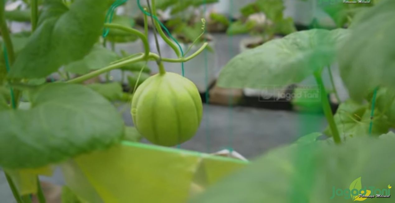 Budidaya melon adopsi teknologi Jepang