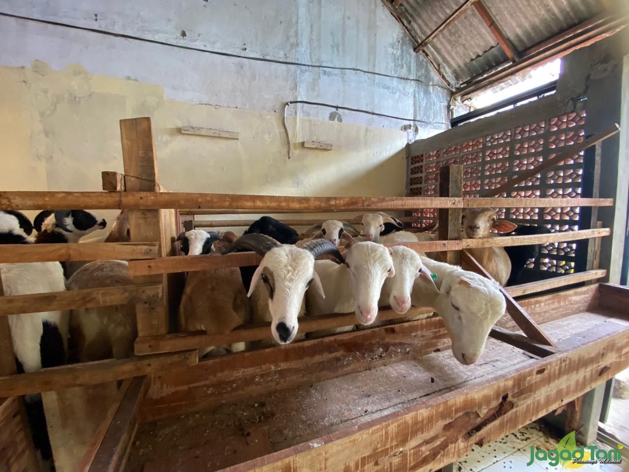Domba kurban di kandang Zyan Farm 