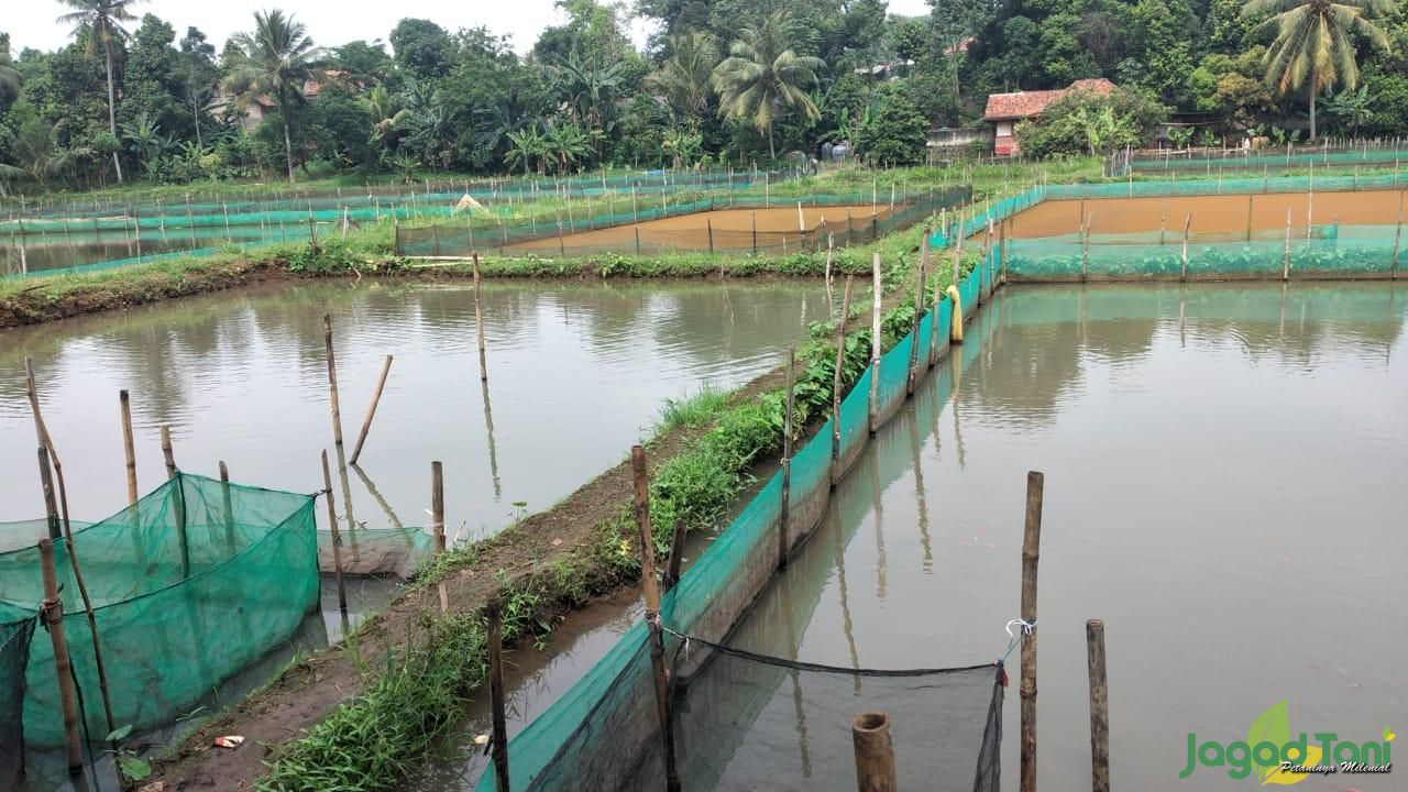 Budidaya Bibit Ikan Bisnis Keluarga Menjanjikan