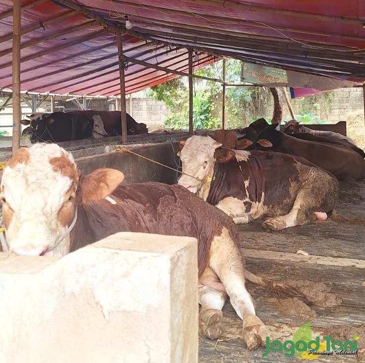 Harga Jual Sapi Tetap Stabil Setelah Idul Adha