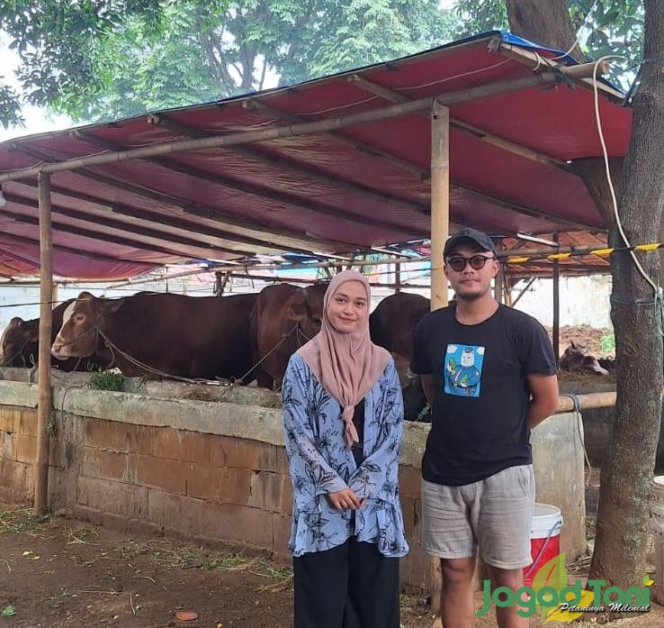 Harga Jual Sapi Tetap Stabil Setelah Idul Adha