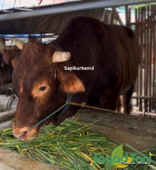 Harga Jual Sapi Tetap Stabil Setelah Idul Adha