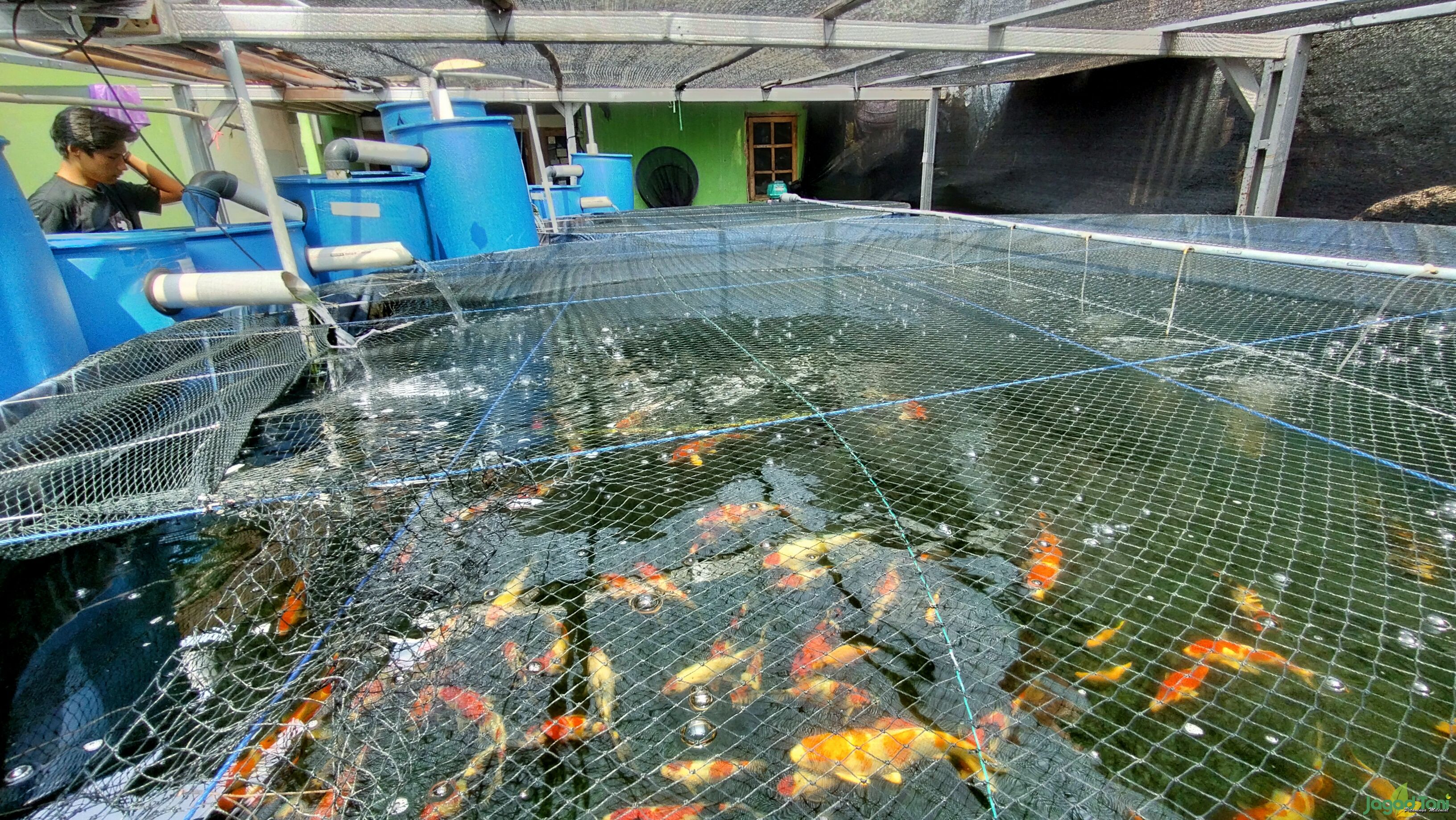 Ikan Koi Murah juga mengandalkan kolam terpal