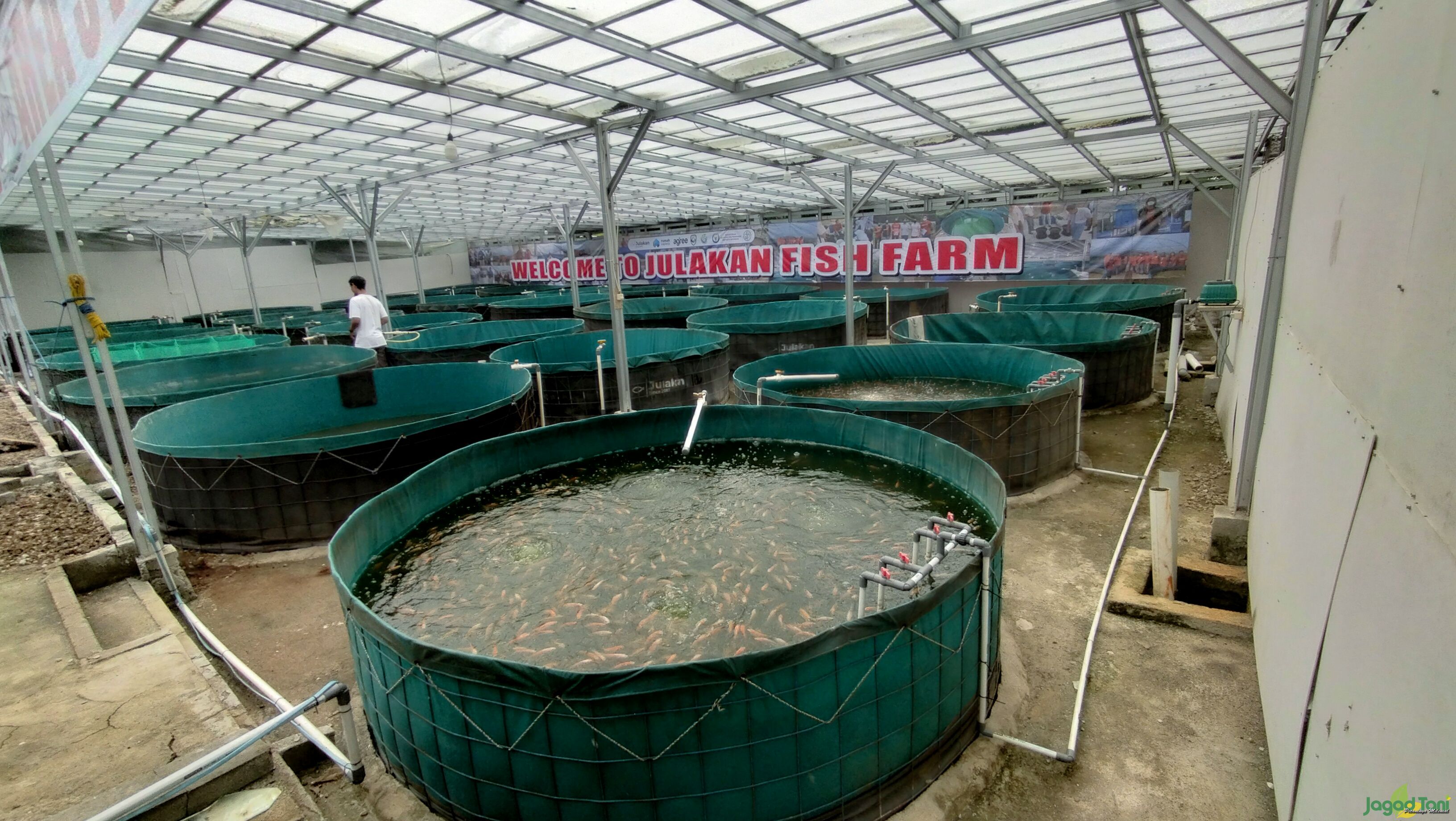 Kolam ikan di Julakan Fish Farm 