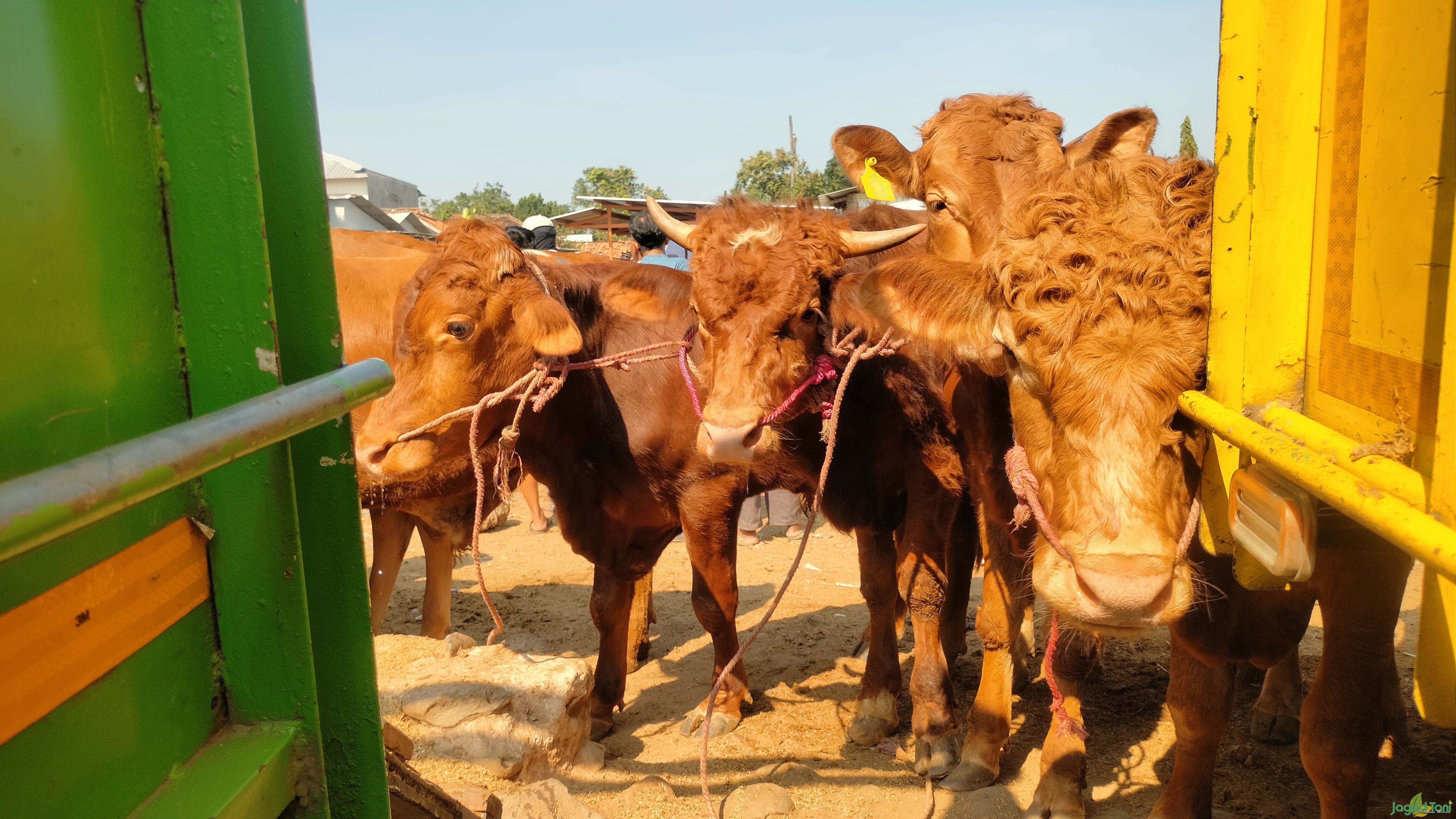 Sapi Madura di pasar hewan Jonggol 