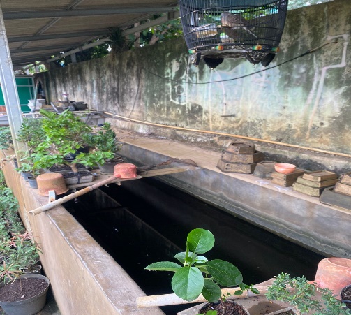 Petani Urban Di pinggir Kali Ciliwung Jakarta