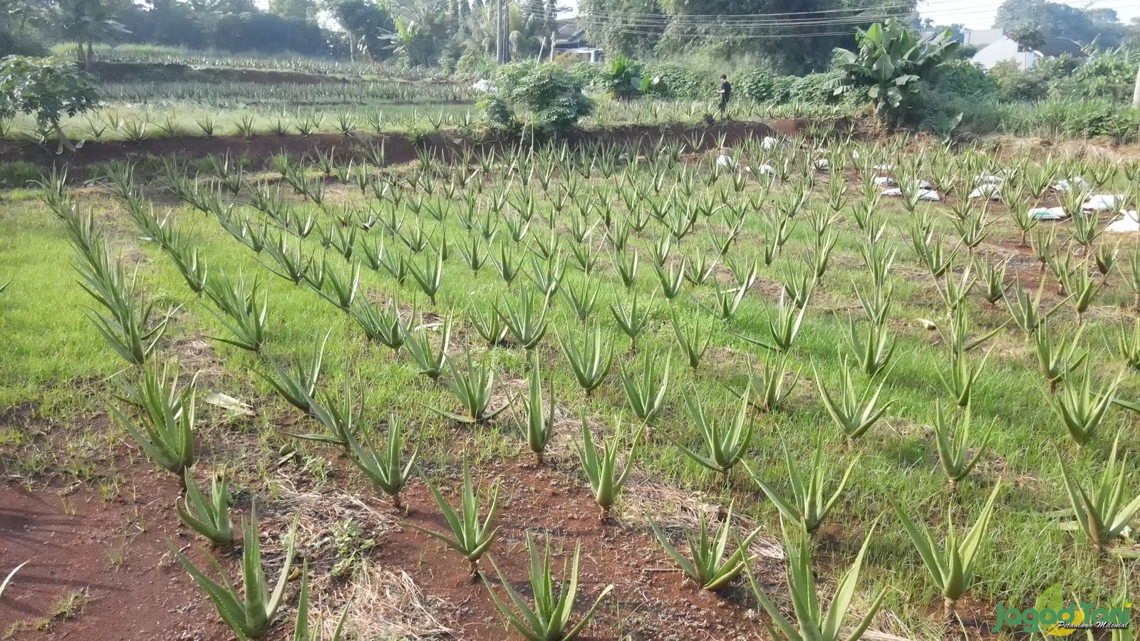 Budidaya Lidah Buaya memiliki prospek bagus