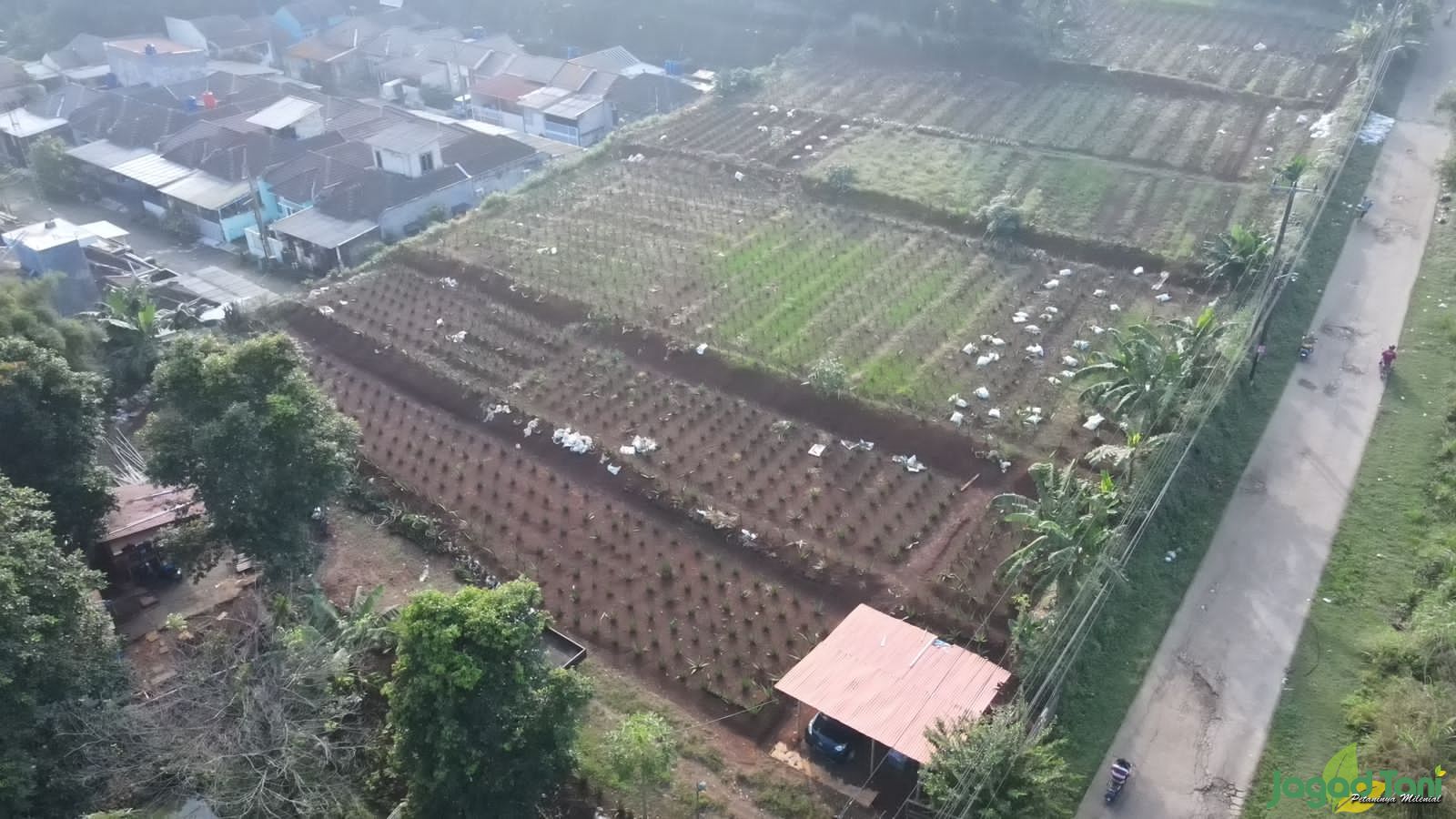 Kebun Lidah Buaya Herbavera X Suren milik Irwanto 