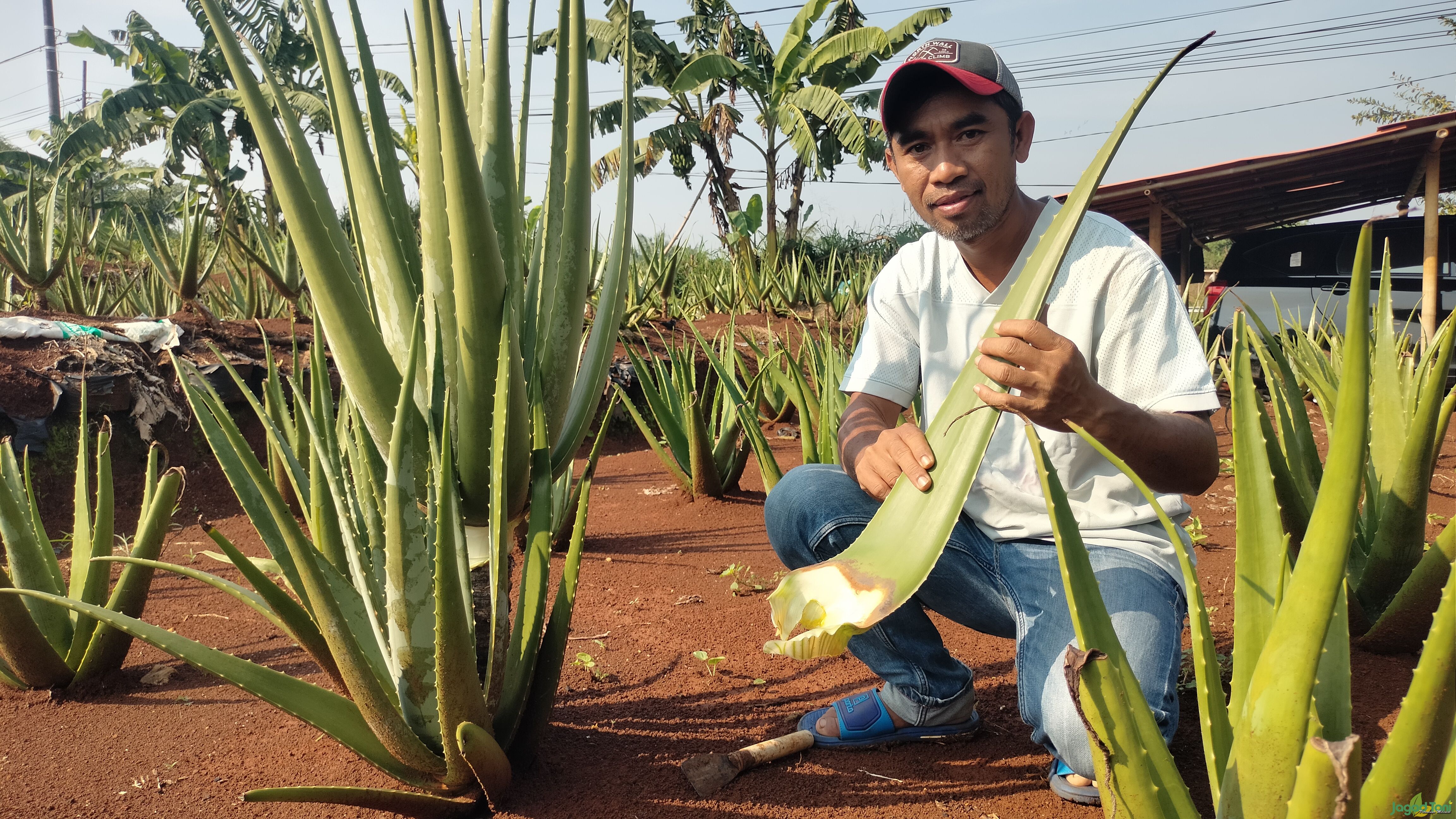 Irwanto pemilik Kebun Lidah Buaya Herbavera X Suren 