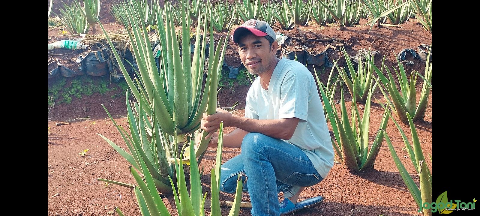 Irwanto pemilik Kebun Lidah Buaya Herbavera X Suren 