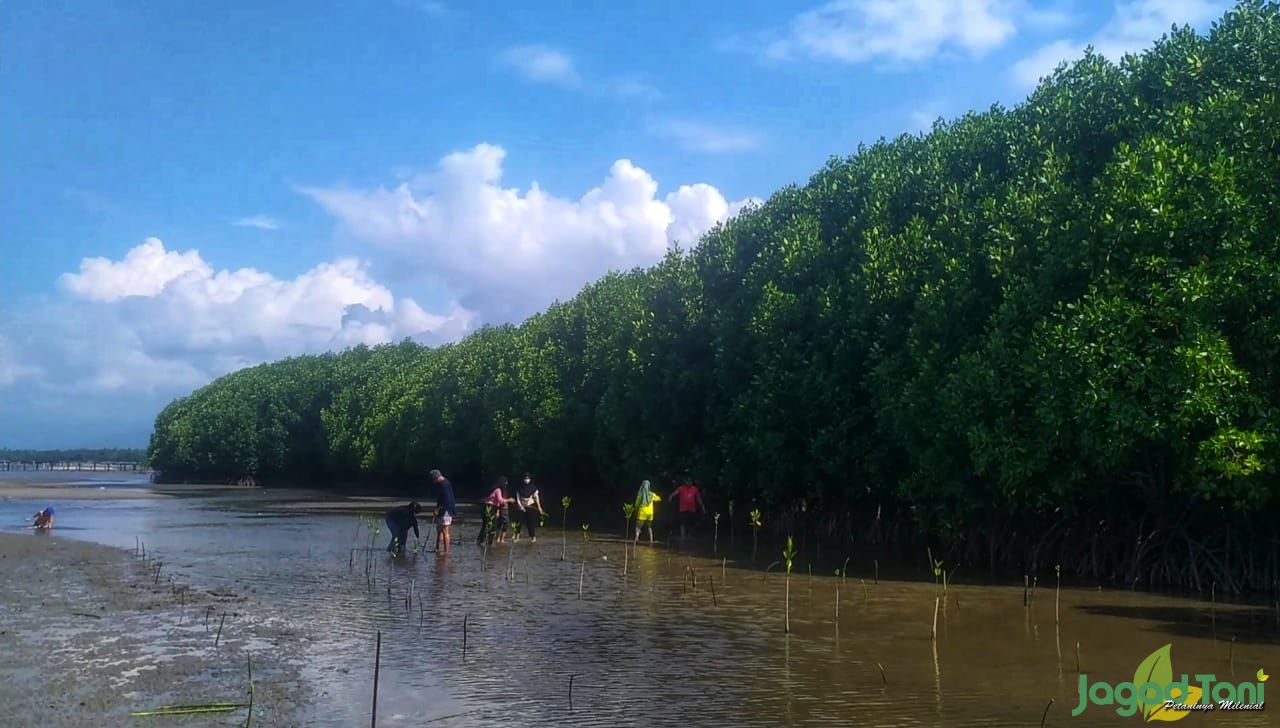  El Capitan Indonesia Konsisten Jaga Kelestarian Mangrove