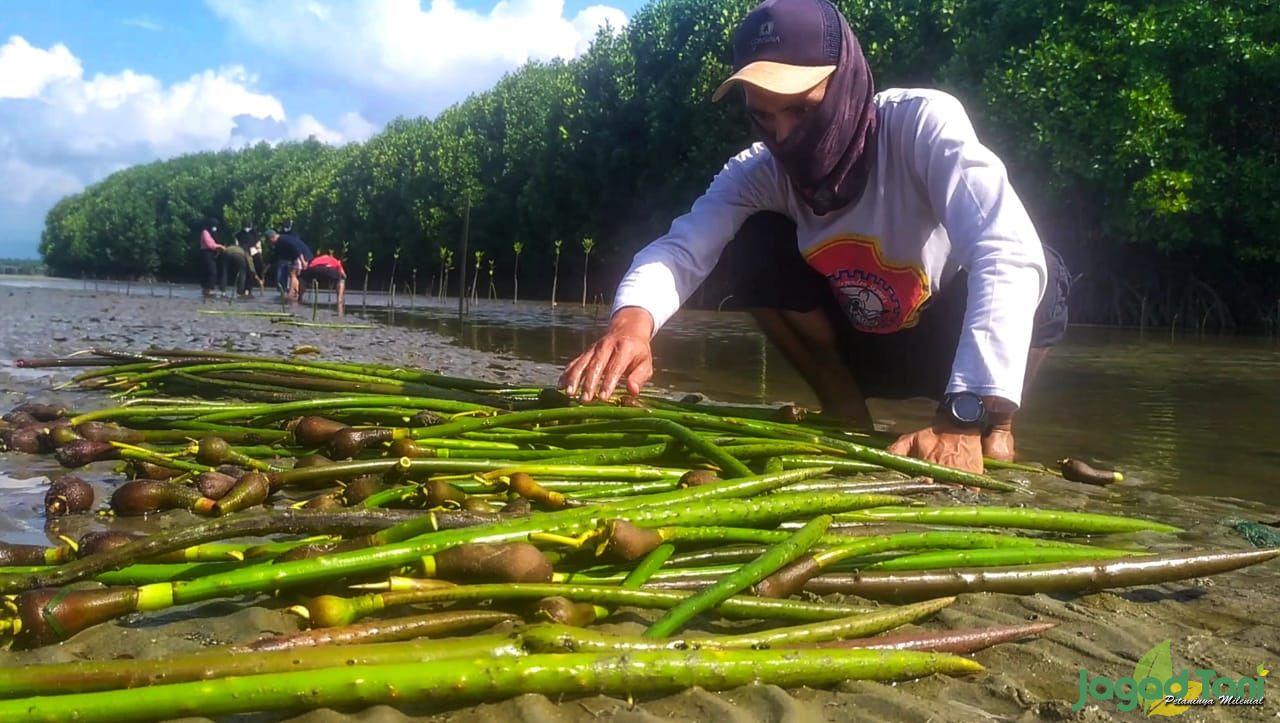  El Capitan Indonesia Konsisten Jaga Kelestarian Mangrove