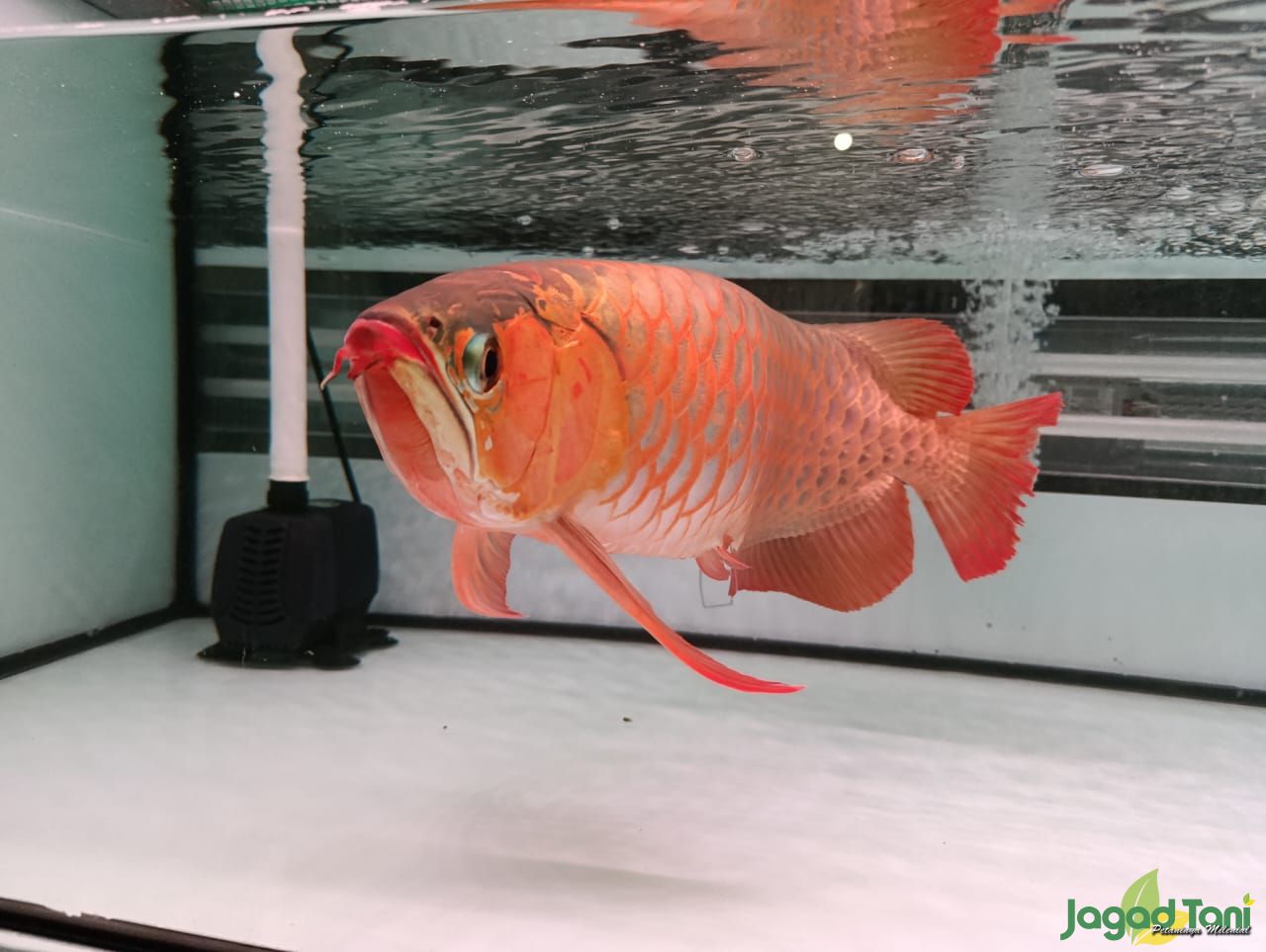 Ikan Arwana Super Red di Amerta Aquatics