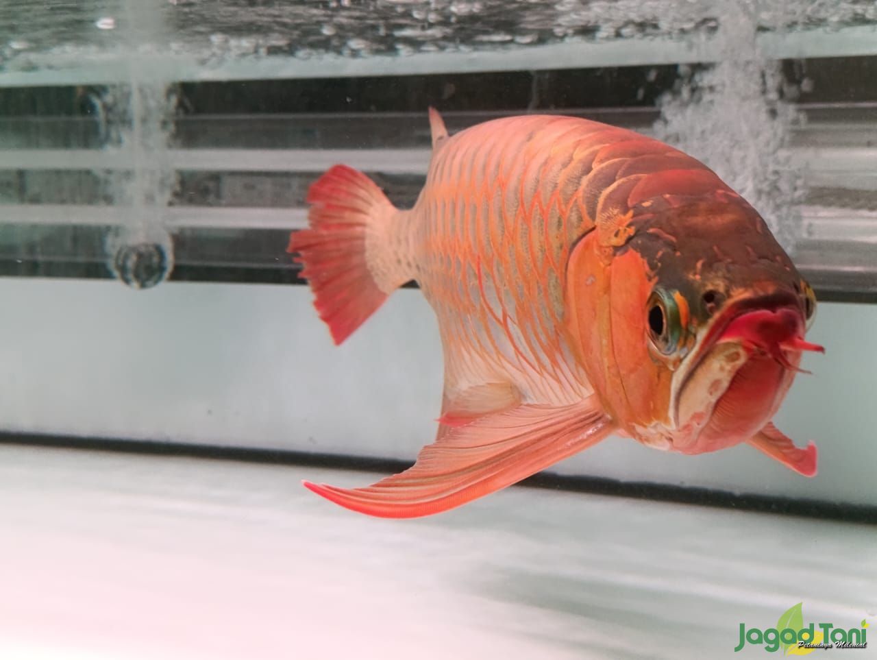 Ikan Arwana Super Red di Amerta Aquatics