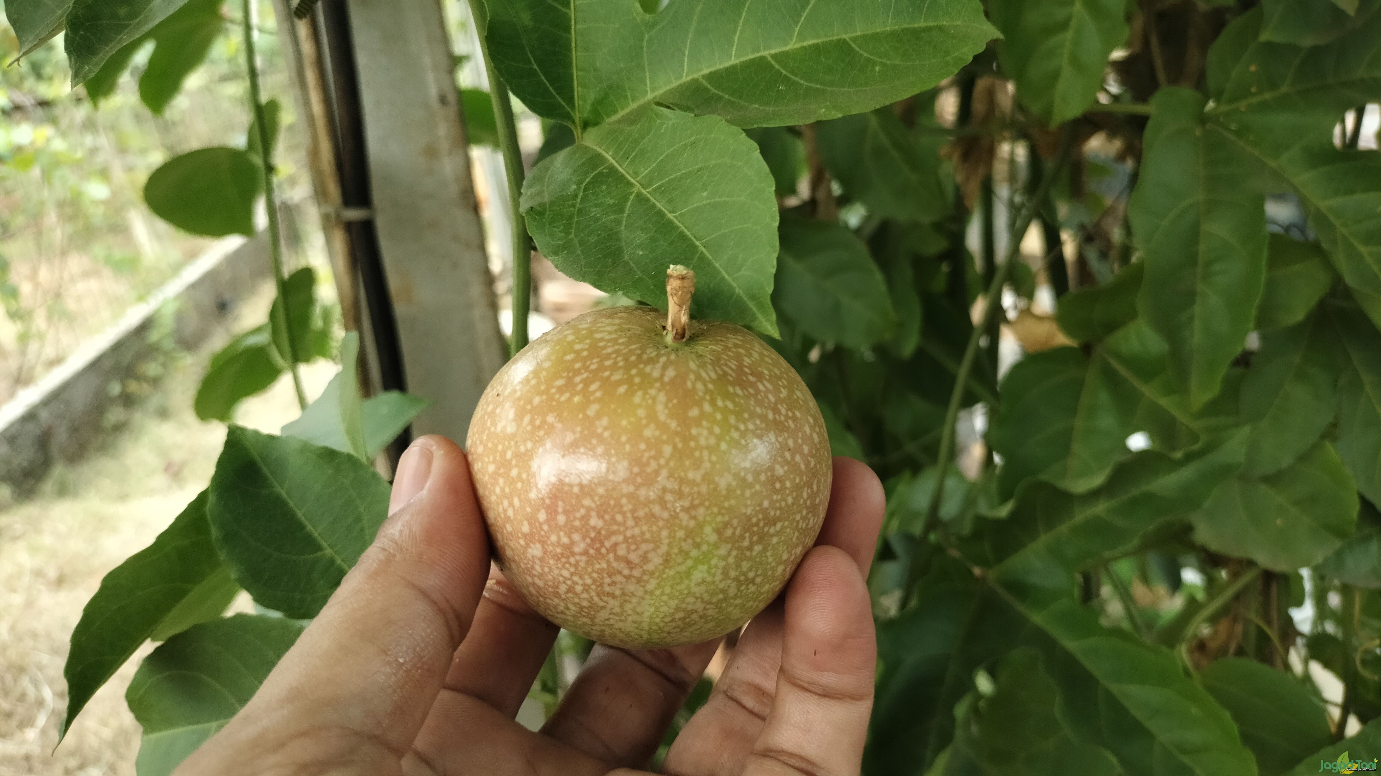 Markisa Madu dengan segudang nutrisi yang baik untuk tubuh.