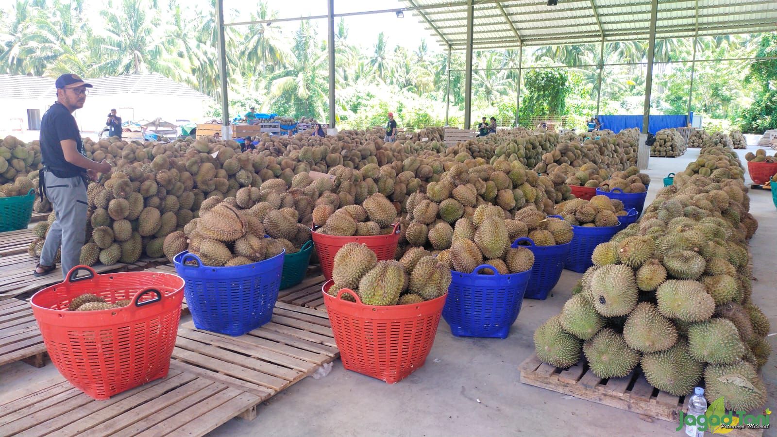 Nilai Ekspor Durian Sulteng Capai Rp.600 Miliar