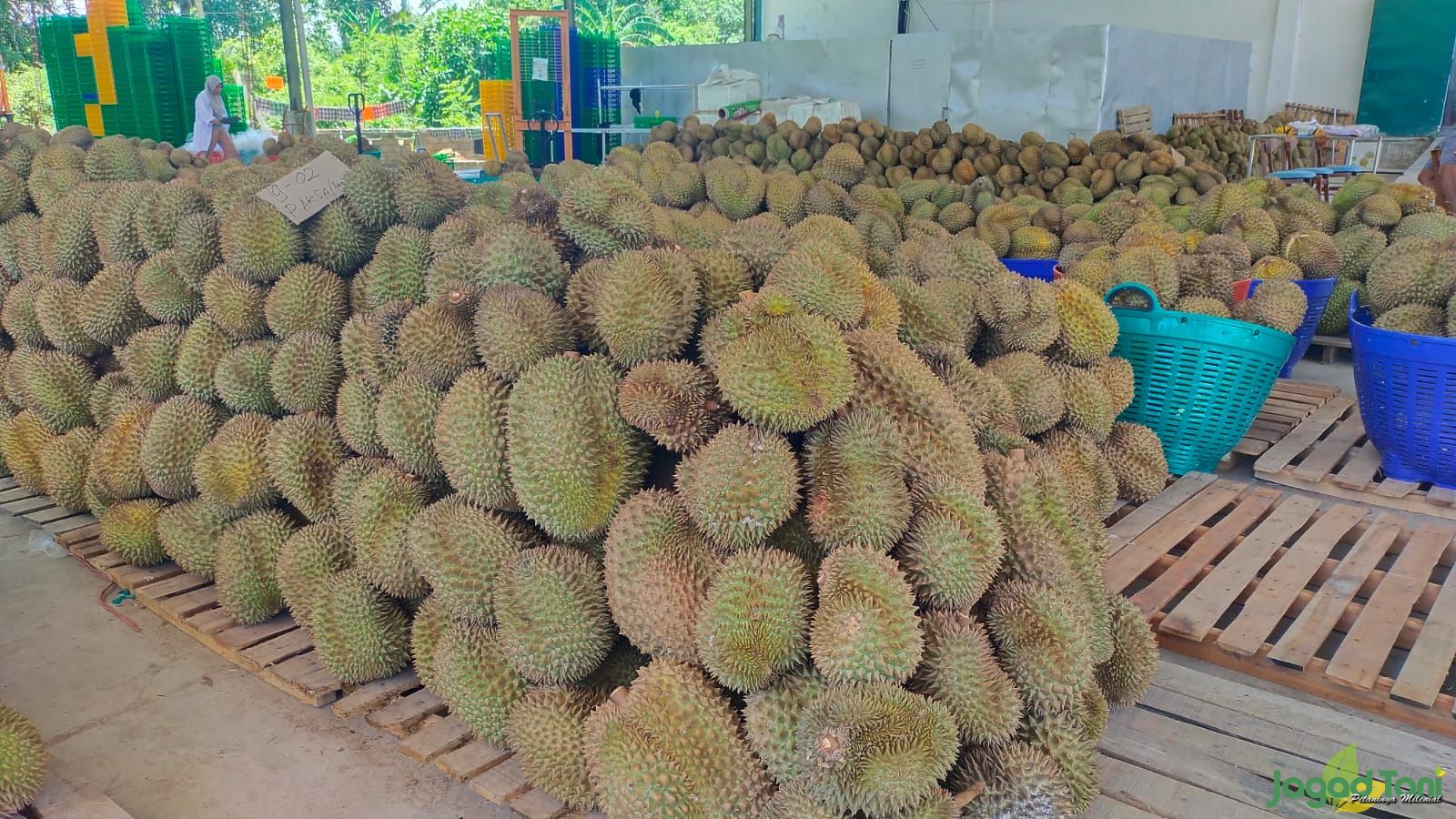 Nilai Ekspor Durian Sulteng Capai Rp.600 Miliar