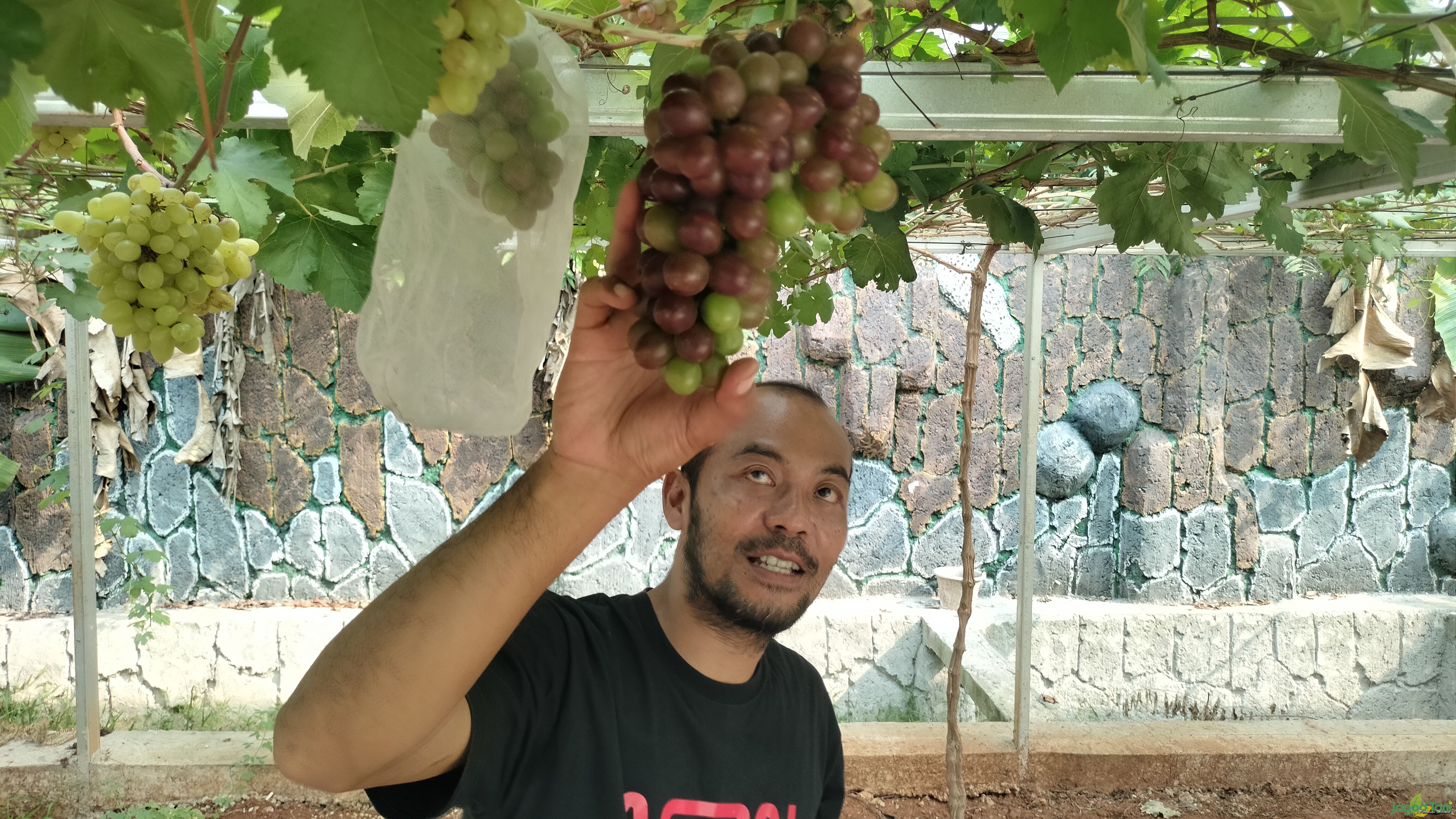 Muanam dengan tanaman anggur di Gaizh Grape garden