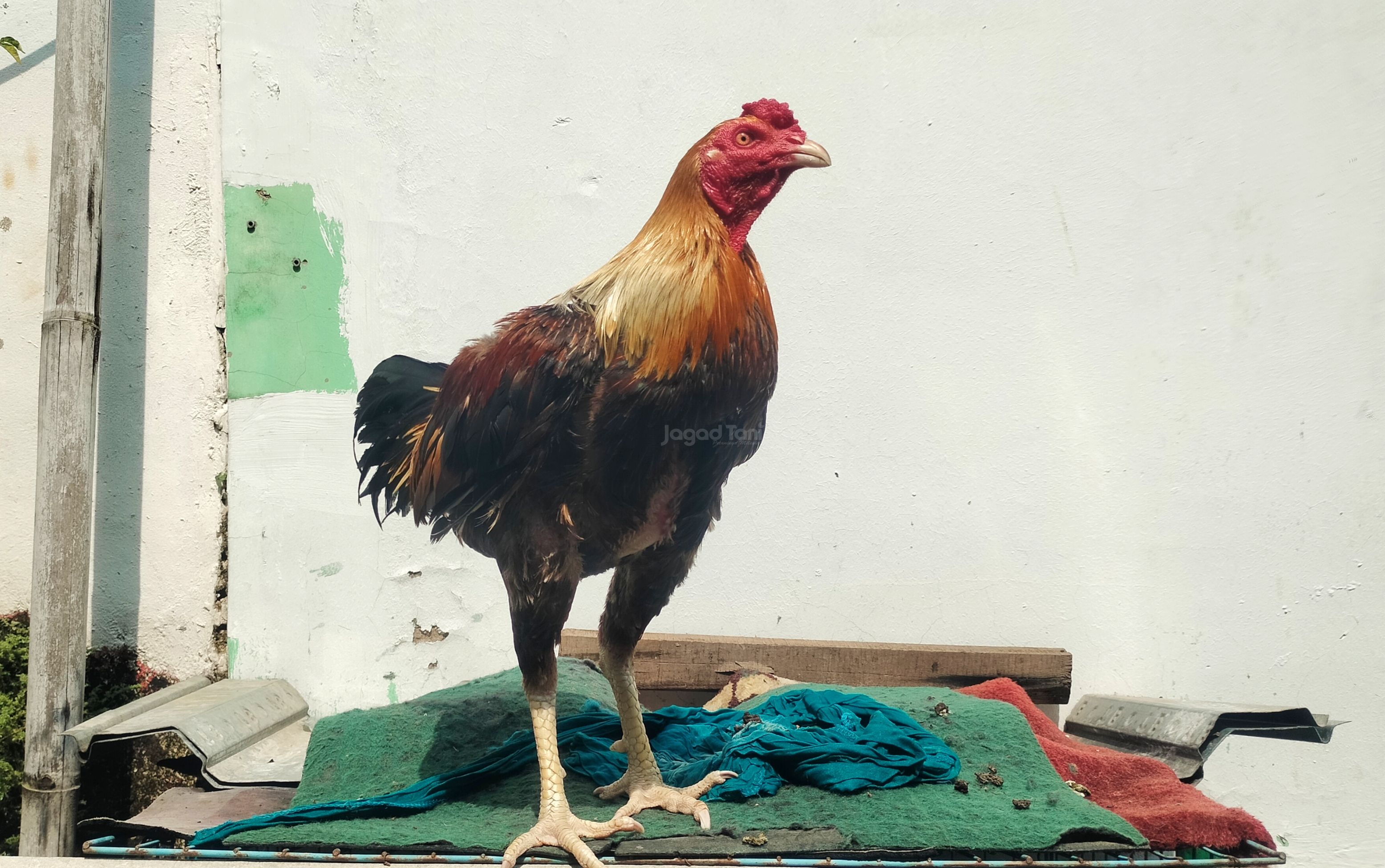 Ayam Mangon memiliki karakter yang disukai penghobi ayam aduan