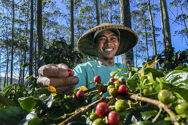 Daerah Pengalengan - Jawa Barat sebagai daerah penghasil kopi berkualitas 