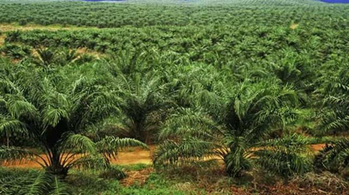 Lahan kelapa sawit milik petani di Aceh Utara (Foto: pkt-group.com)