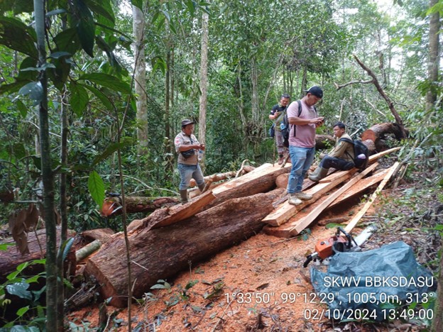 Temuan tumpukan kayu yang berasal dari hutan produksi