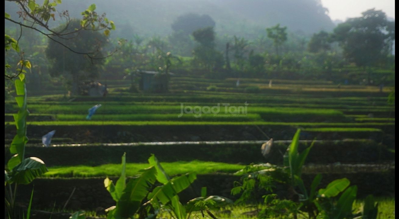 Pertanian Bogor berpotensi kembali menaikan hasil panennya 