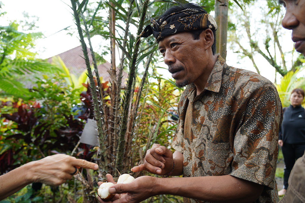 Sistem Agroforestry dalam budidaya Salak Bali Karangasem FAO