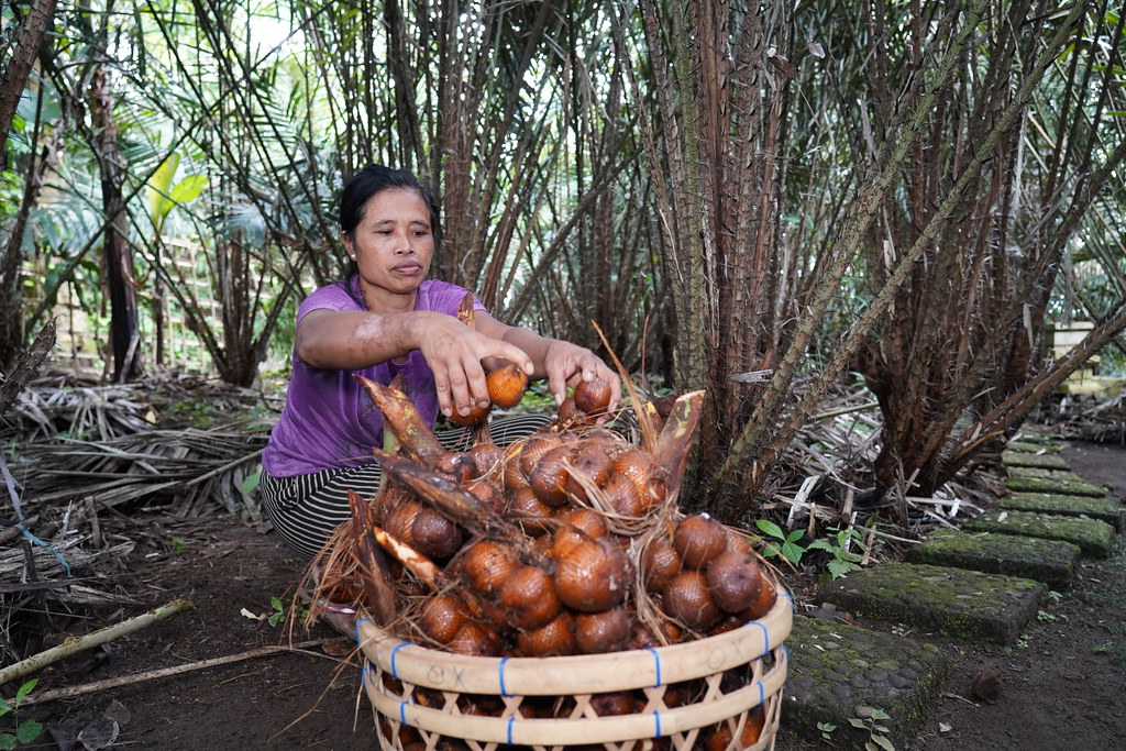 Cita Rasa Salak Bali dengan sistem Agrofirestry sebagai warisan pertanian dunia