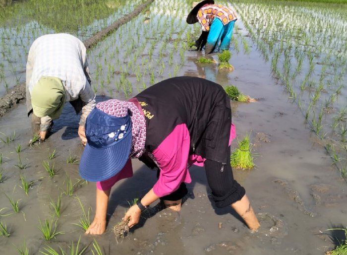 Marlina, Penyuluh Pertanian Lapangan BPP Simpang Tiga, turun langsung tanam bersama petani di Persawahan Blang Pinto Paya, Gampong Batee Linteung Kecamatan Simpang Tiga