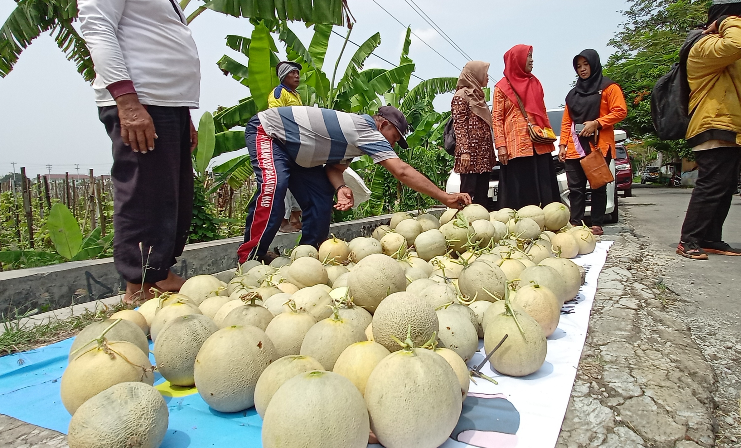 Panen raya melon di Desa Karanganom, Kecamatan Klaten Utara, Kabupaten Klaten, Jawa Tengah