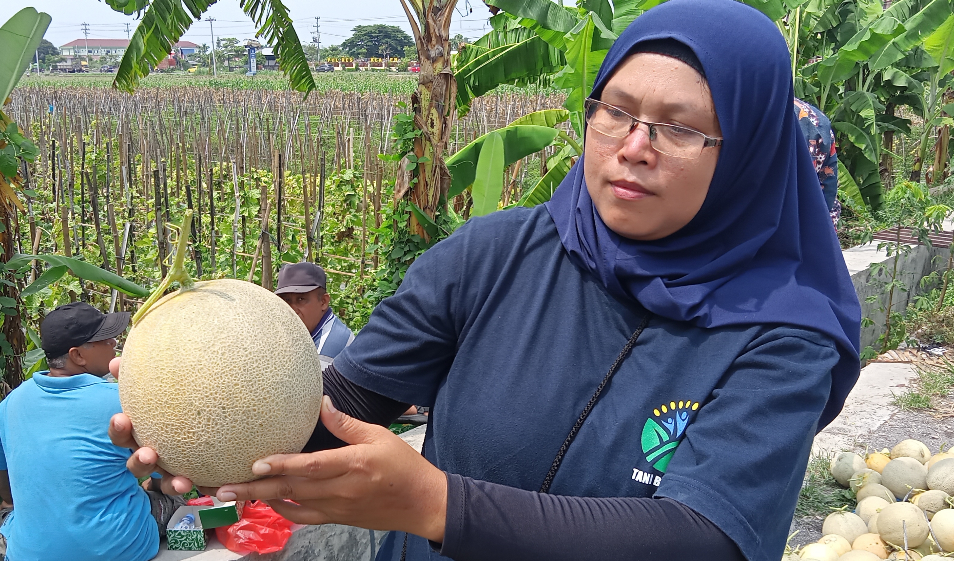 Panen raya melon di Desa Karanganom, Kecamatan Klaten Utara, Kabupaten Klaten, Jawa Tengah