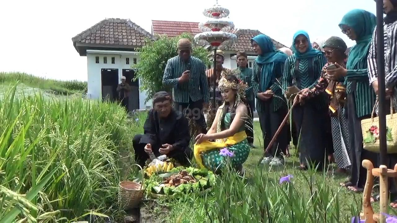 Tradisi wiwitan di Desa Ponggok, Polanharjo, Klaten, Jawa Tengah