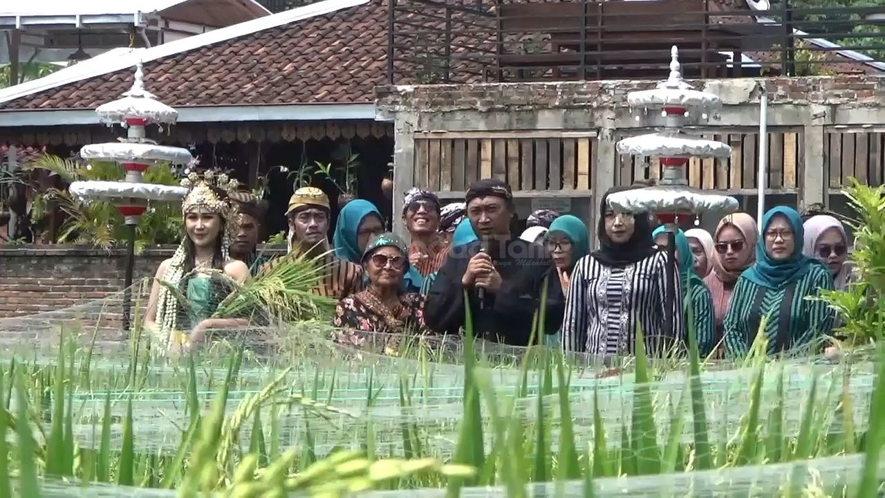 Tradisi wiwitan di Desa Ponggok, Polanharjo, Klaten, Jawa Tengah