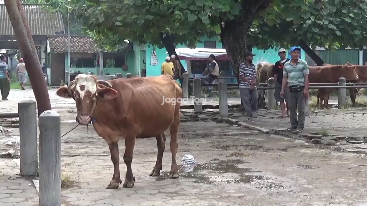 Kondisi pasar hewan Prambanan, Klaten, Jawa Tengah tampak lengang