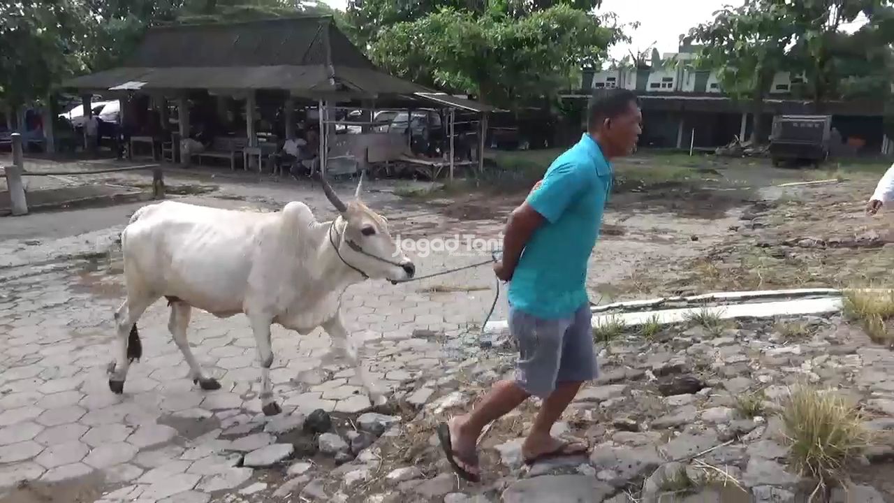 Kondisi pasar hewan Prambanan, Klaten, Jawa Tengah tampak lengang