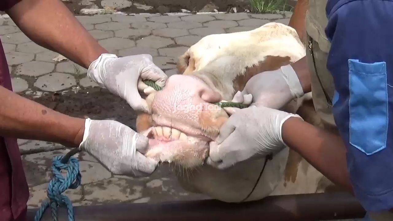 Pemeriksaan kesehatan sapi di pasar hewan Prambanan, Klaten, Jawa Tengah