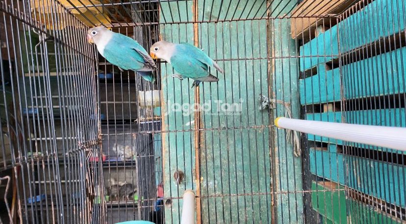 Harga lovebird 2025