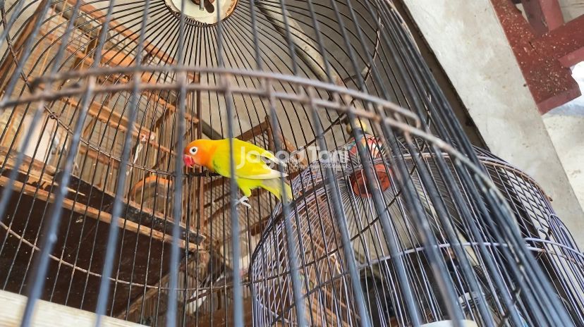 Burung lovebird
