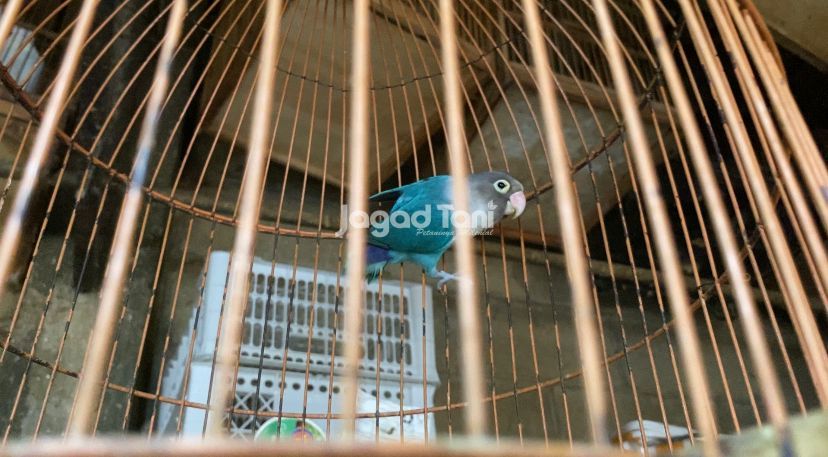 Lovebird di pasar burung Pramuka 
