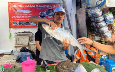 uploads/gallery/2025/01/pedagang-ikan-bandeng-mulai-684609a795d00c7_400.jpg
