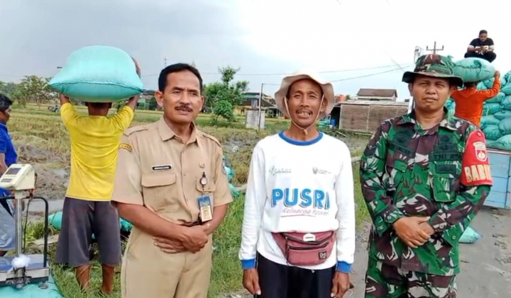 Harga Gabah Meningkat, petani mulai tersenyum