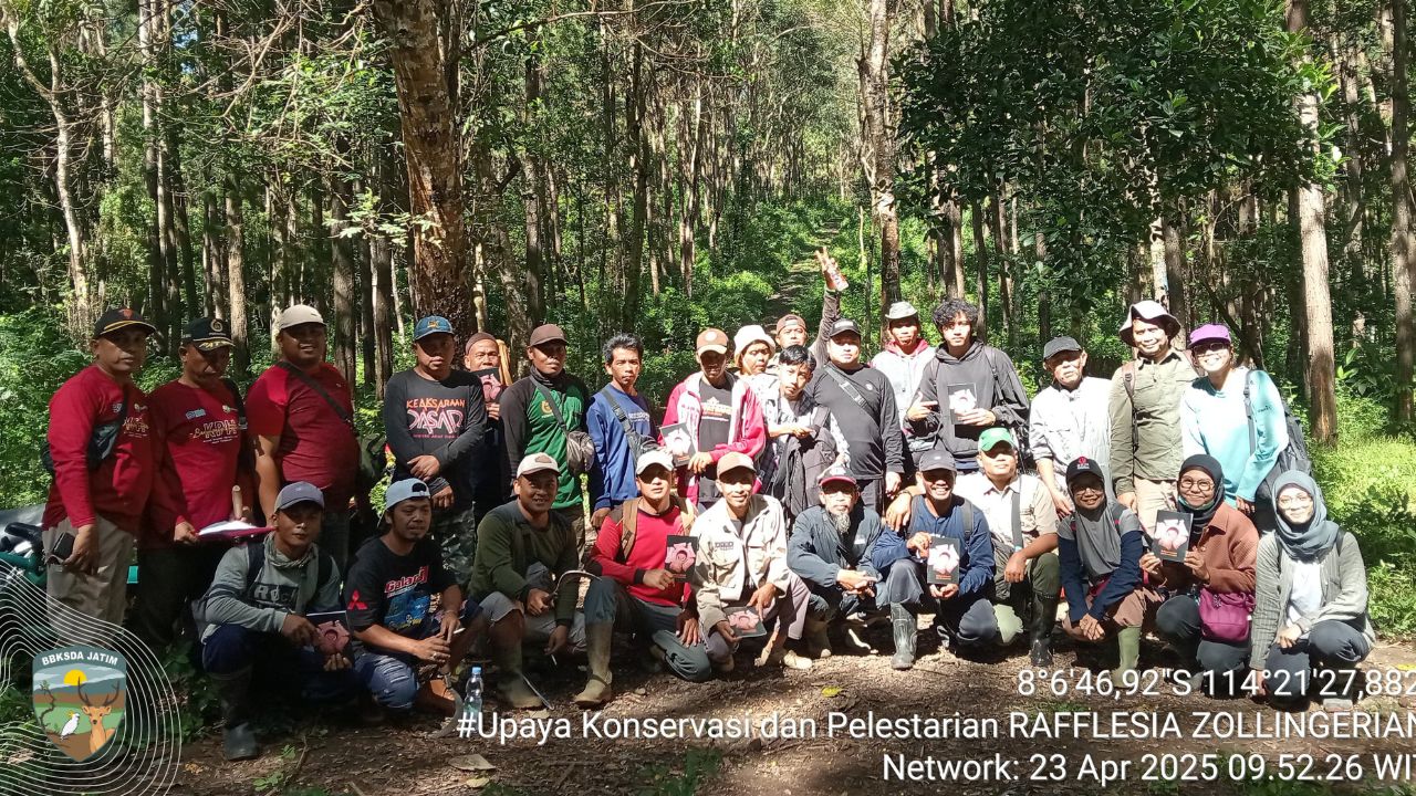 Rafflesia zollingeriana muncul di Hutan Jawa Timur 